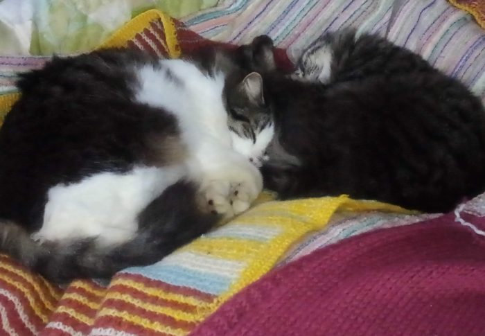 僕たち、寒い時だけ仲良しだよねぇ！しょうしょう、しょうだよね～！